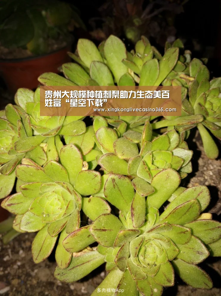 贵州大规模种植刺梨助力生态美百姓富“星空下载”(图2) 星空真人